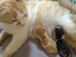 Cat breastfeeding her little kitten photo