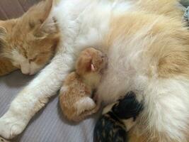 Cat breastfeeding her little kitten photo