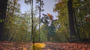 magisch tafereel in een helder en droog herfst Woud. camera beweegt langs een bos- pad, met gouden bladeren vallend van bomen. zonnestralen schijnen door. video