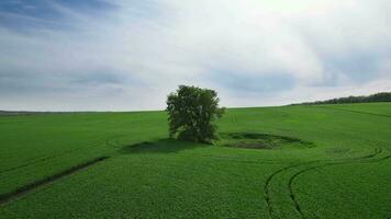 Perfetto verde erba campo piantato con impianti. solitario albero nel il mezzo di il campo. video