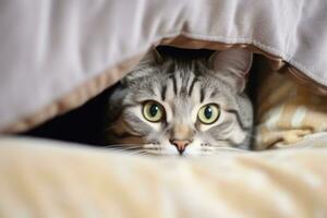 Gray striped cat lying in bed covered with blanket. AI Generated photo