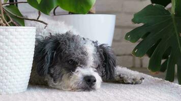 schattig hond aan het liegen Aan pluizig tapijt, schuilplaats tussen huis planten in knus licht leven kamer interieur video