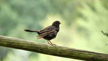 a blackbird poses on a tree trunk video