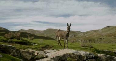 burro en las montañas video