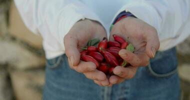 a girl holds berries in her hands video