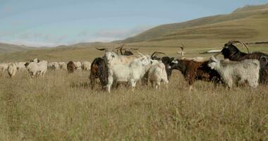 goats grazing in the mountains video