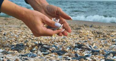 Black Sea coast, a girl with a white manicure is looking for large shells video