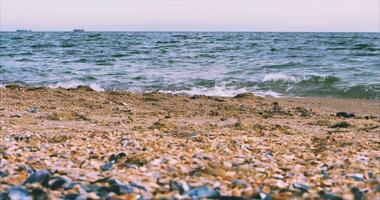 Against the backdrop of the Black Sea, a spaniel dog runs along the shore video