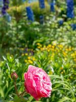 summer time in the garden photo