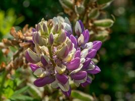 summer time in the garden photo