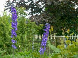 summer time in the garden photo