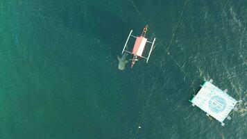 aéreo Visão do baleia tubarões jogando com turistas em a barco video