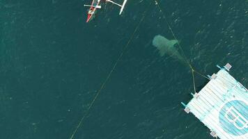 aereo Visualizza di balena squali giocando con turisti su il barca video