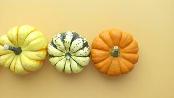 Different types of mini pumpkins color background video