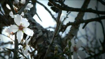 Almond blossoms a cloudy day video
