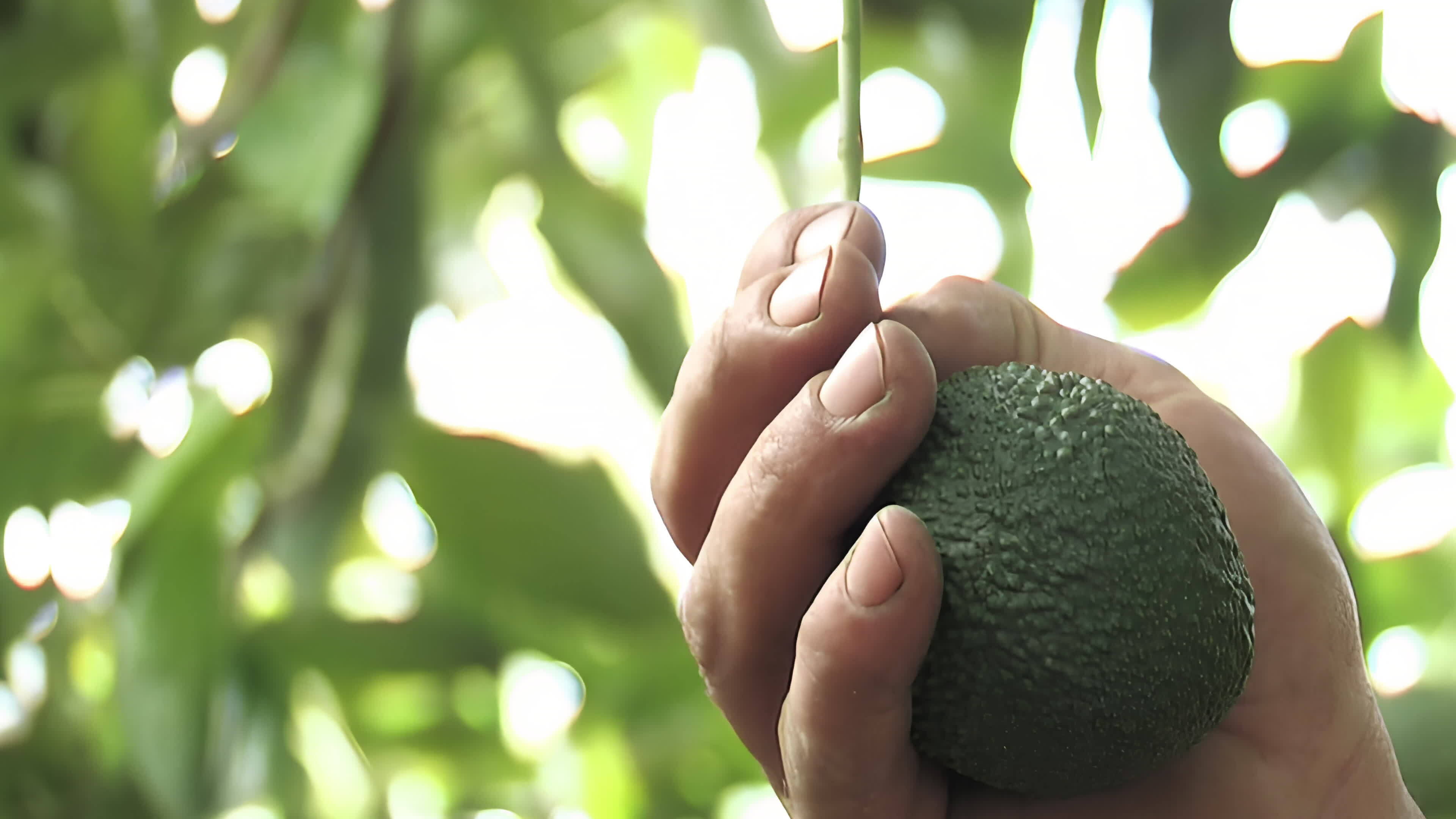 https://static.vecteezy.com/system/resources/thumbnails/033/539/888/original/harvesting-avocado-hanging-of-tree-tropical-fruit-free-video.jpg