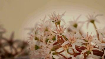 Wreath flower rotating video