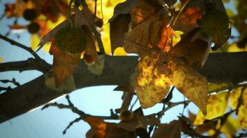 Autumn leaf in tree video