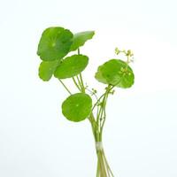 gotu kola pegagan Centella asiatica front view photo