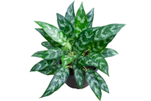 PNG Format of Aglaonema foliage green leaf on black pot,billionaire tree, Spring Snow Chinese Evergreen, Exotic tropical leaf, isolated on transparent background, top view