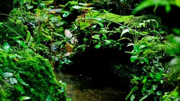 Green lush foliage moss and fern in reshness plant garde, rainforest. video
