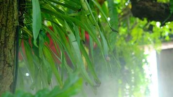 grön frodig lövverk mossa och ormbunke i friskhet växt garde med en dimmig klimat video