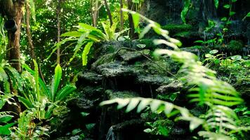 Green lush foliage moss and fern in reshness plant garde, rainforest. video