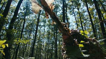 niedrig Winkel Aussicht von ein getarnt Scharfschütze im das Wald auf ein sonnig Tag video