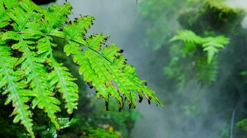 verde exuberante folhagem musgo e samambaia dentro frescor plantar garde com uma enevoado clima video