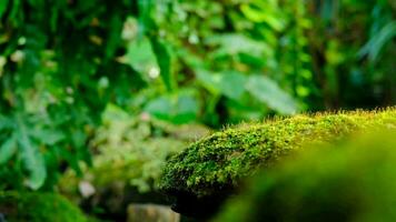 verde lozano follaje musgo y helecho en frescura planta guardia, selva. video