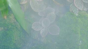 verde lussureggiante fogliame muschio e felce nel reshness pianta garde con un' nebbioso clima video