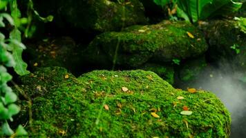 Green lush foliage moss and fern in reshness plant garde with a misty climate video