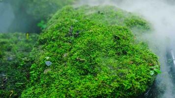 Green lush foliage moss and fern in reshness plant garde with a misty climate video