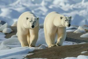 Polar bears snow arctic cold. Generate Ai photo