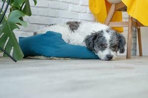 cute dog lying in pet bed in cozy light living room interior photo