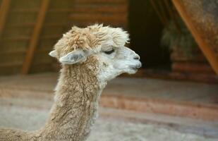 Llama alpaca in the zoo, fluffy and cute animal photo