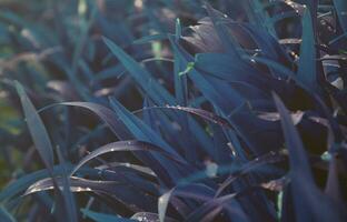 Close-up shot of dense grassy stems with dew drops. Macro shot of wet grass as background image for nature concept photo