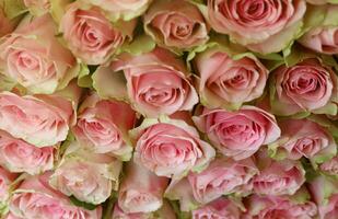 Bouquet of colorful roses as background, closeup. Pink flowers photo