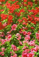 The texture of a large number of different colorful flowers planted in a flower bed photo