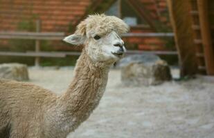 Llama alpaca in the zoo, fluffy and cute animal photo