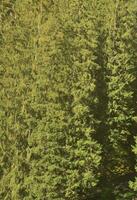 Texture of a mountain forest with many green trees. View from high photo