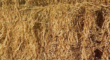 Dry hay straw yellow background texture. Dry rice straw texture for background and design, hay bale pattern in sunlight photo