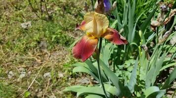 une magnifique terre cuite iris fleur sur une Contexte de vert herbe dans le jardin. été ensoleillé journée. video