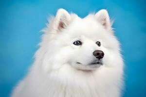 Cute Samoyed dog on blue color background. Neural network AI generated photo