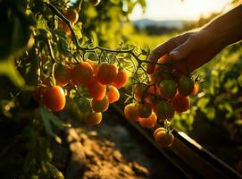 hand delicately picking a luscious, ripe tomato directly from its green bush. AI Generated photo