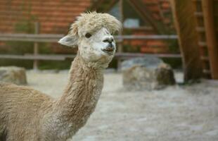 Llama alpaca in the zoo, fluffy and cute animal photo