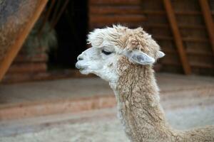 Llama alpaca in the zoo, fluffy and cute animal photo