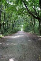 Forest road in a green forest with sun rays in sunny daytime. Green trees and bushes close to ground path photo