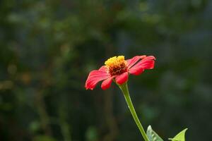Focused photo of fresh zinnia red flower blooming, blur background for copy space wallpaper, free photo