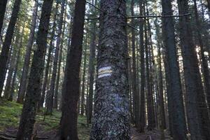 Walking trail background. Yellow and white forest path on brown tree trunk. Guide sign made with paint on hiking trail. Symbol points right way to go photo